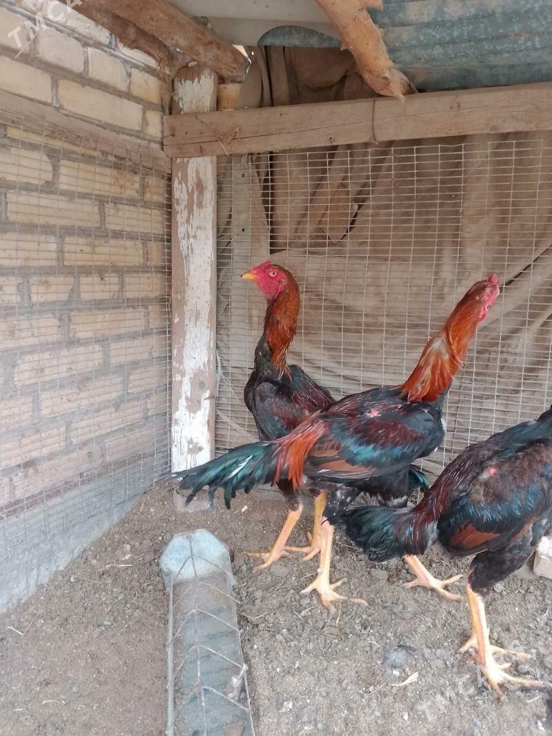 Bayes horazbayesbayes horaz - Дянев - img 1