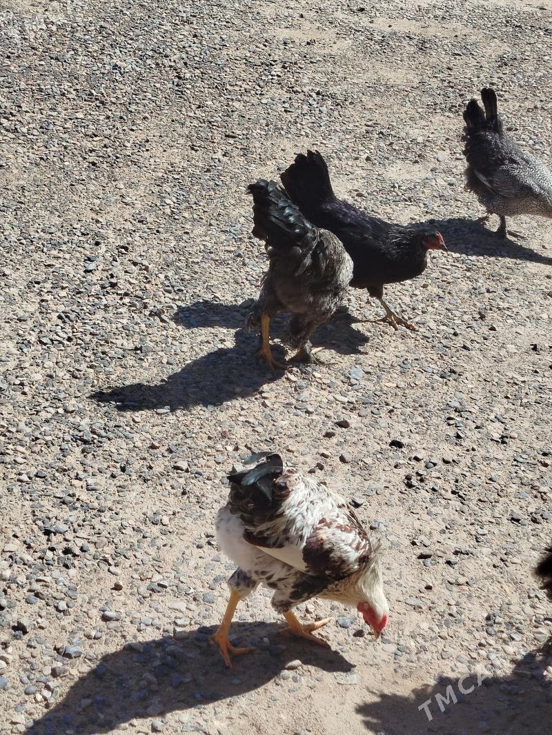 horaz - Мары - img 1