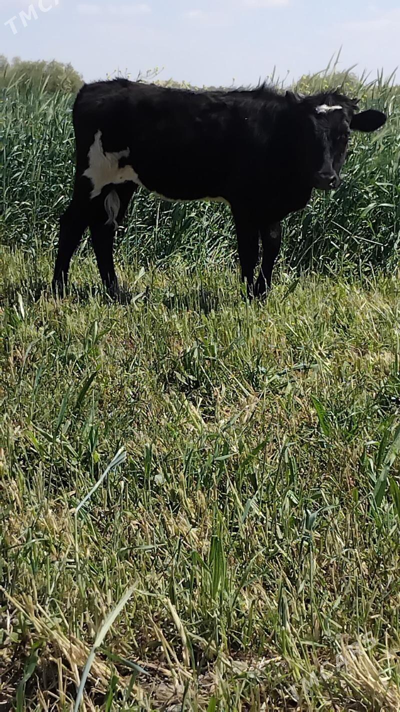 Gibrit tuwe - Bäherden - img 1