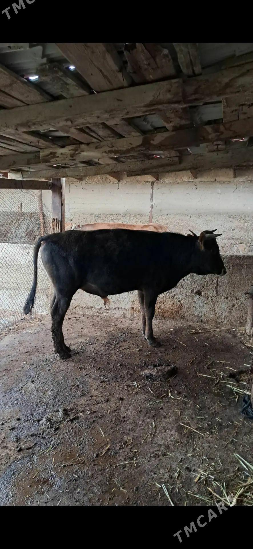 Satlyk okuz sygyr - Gyzylarbat - img 1