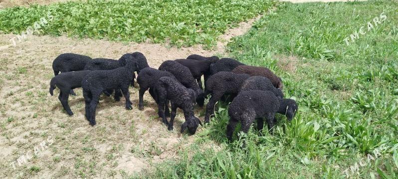 Guzy 800 manat - Мургап - img 1