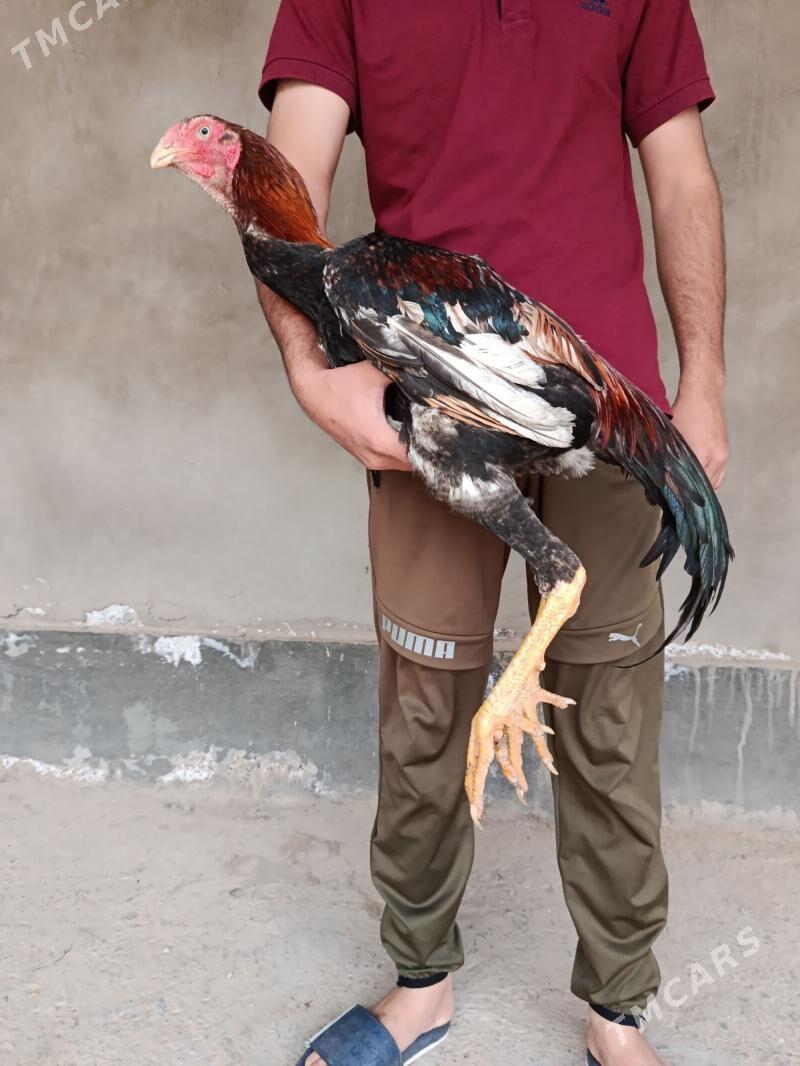 Taskent - Теджен - img 1