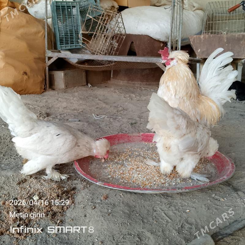 karlyk - Mary - img 1