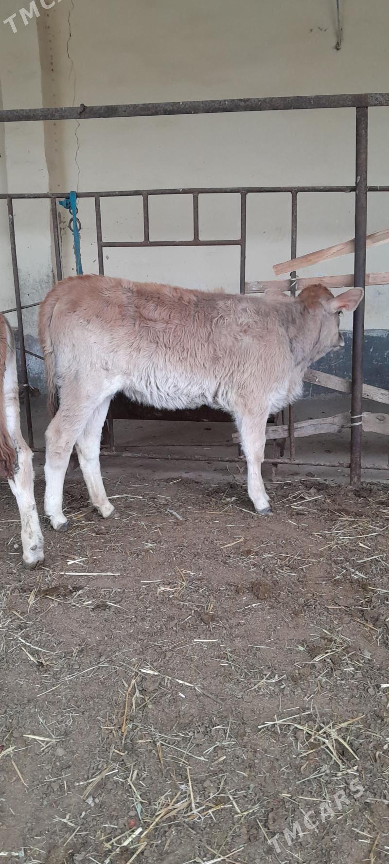 şwes tüweler - Бахарден - img 1