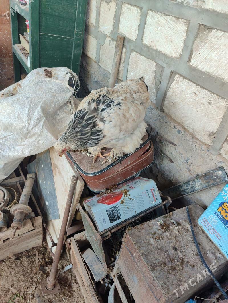 Towuk - Gyzylarbat - img 1