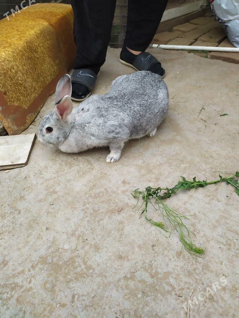 Towşon - Район ст. Аэропорта, ул. Гагарина - img 1