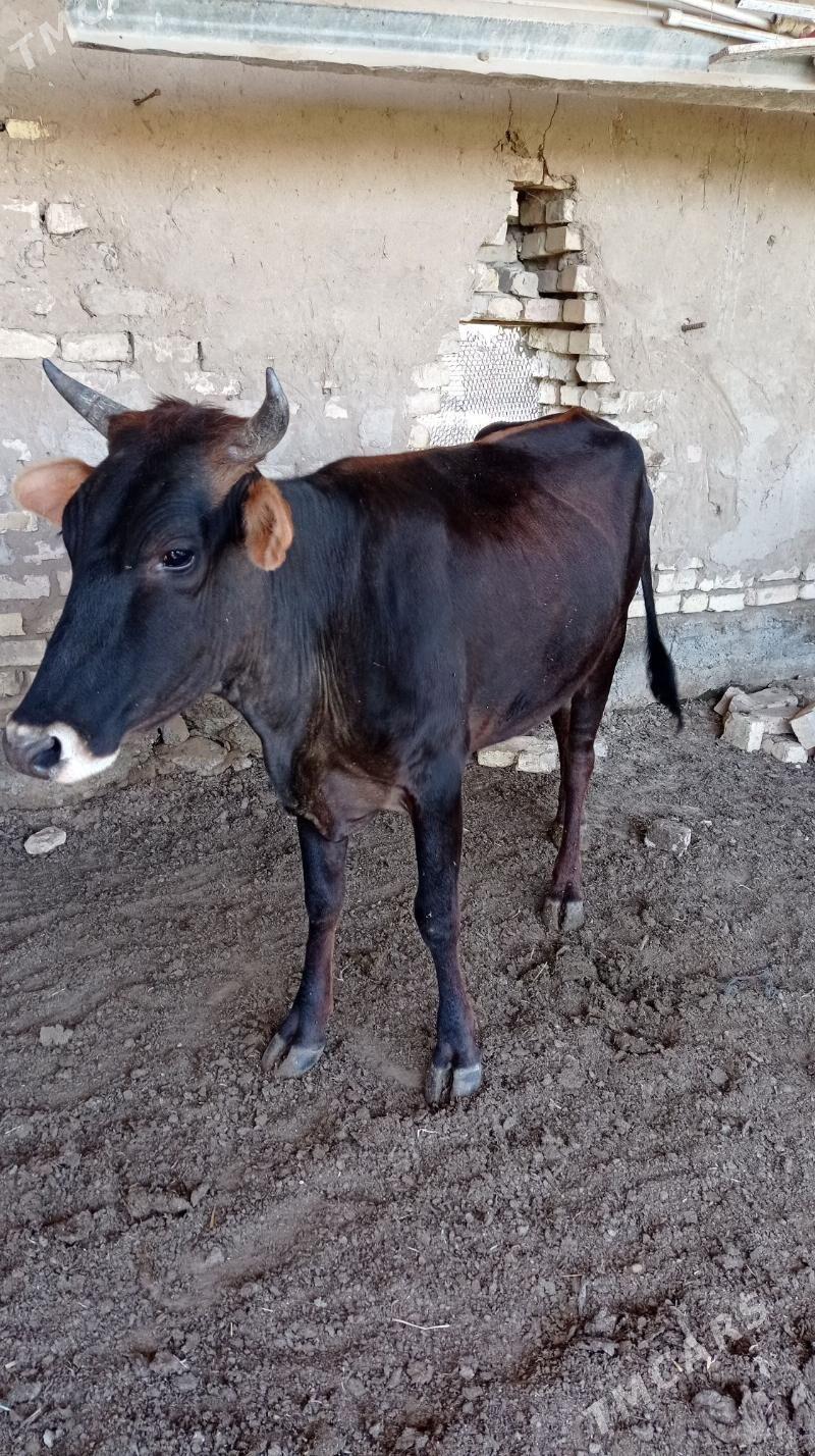 gulajyn - Wekilbazar - img 1