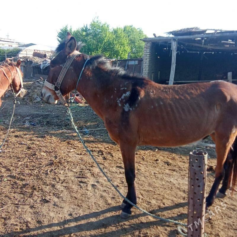 Ешек хачил - Чарджоу - img 1