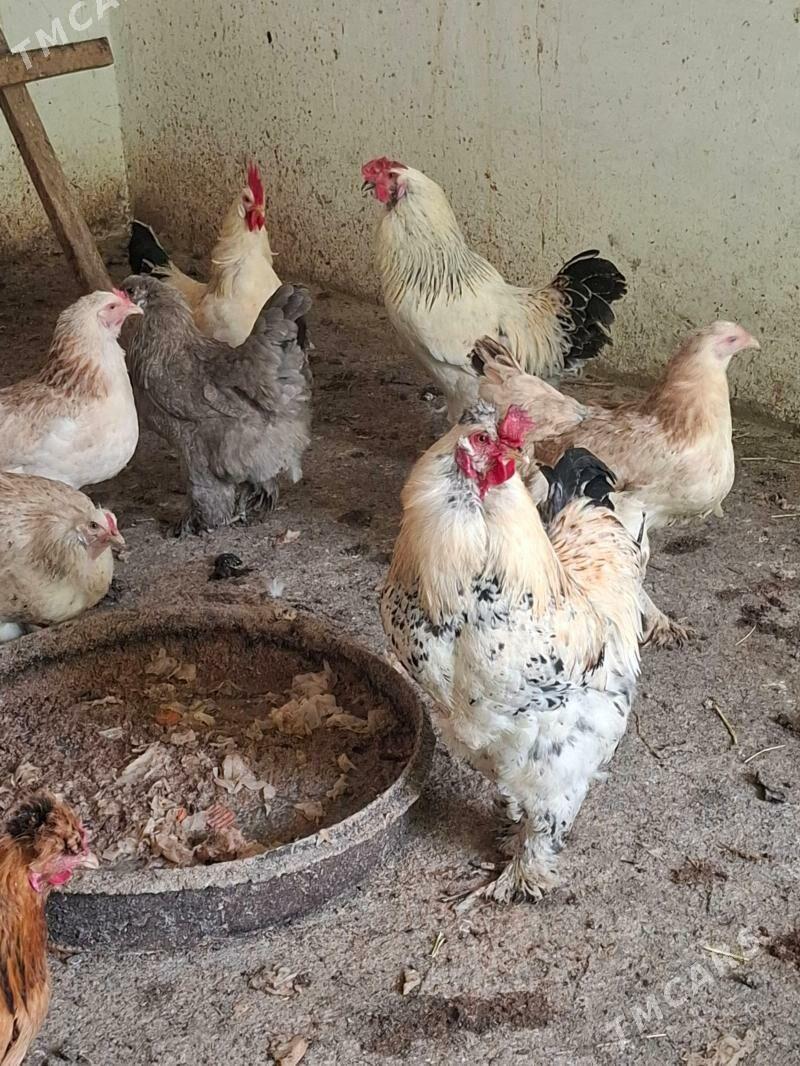 Horaz - Bäherden - img 1