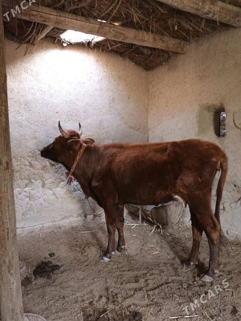 🧿Göleli Sygyr 🧿 - Görogly (Tagta) - img 1