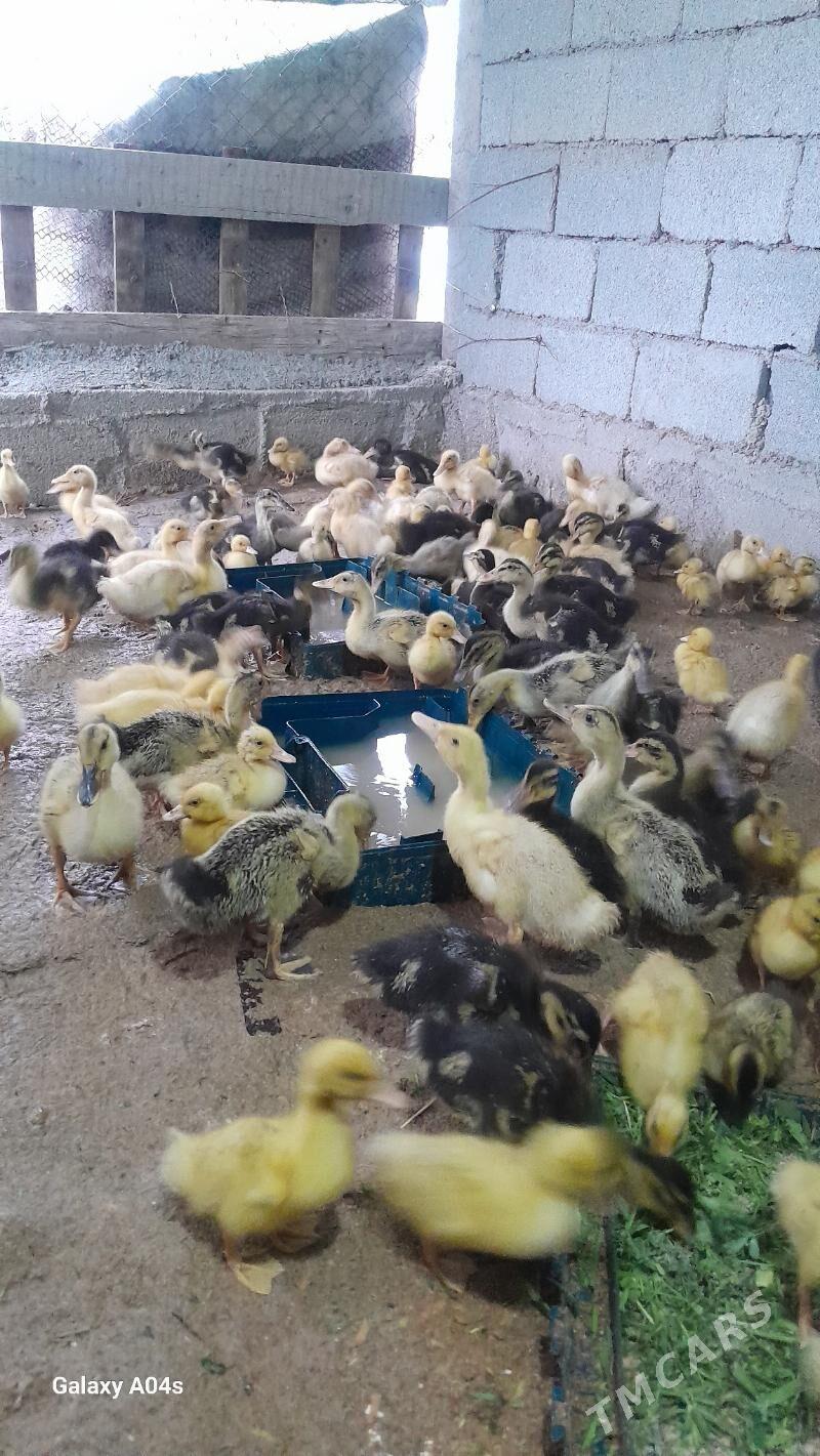 Yasilbas ördek - Гёкдепе - img 1