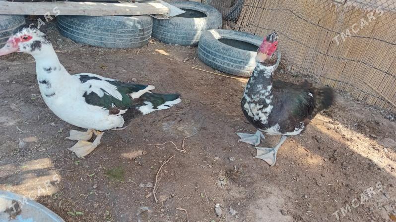 ördek - Мары - img 1