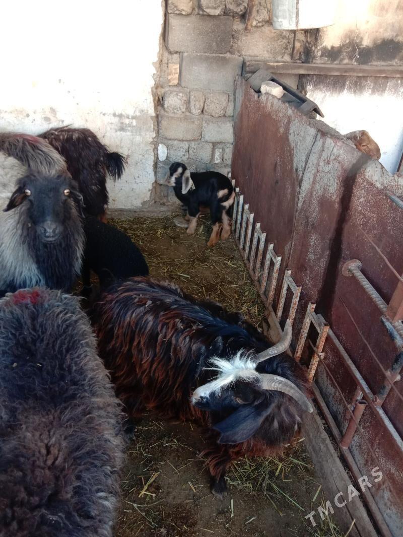 Owlakly geci Guzuly goyyn - Garadamak Şor - img 1