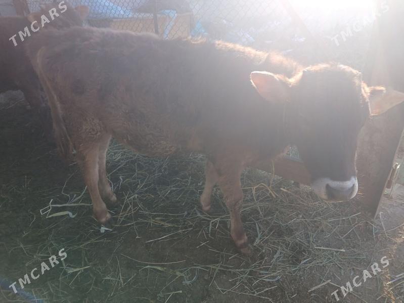 okuz - Bäherden - img 1