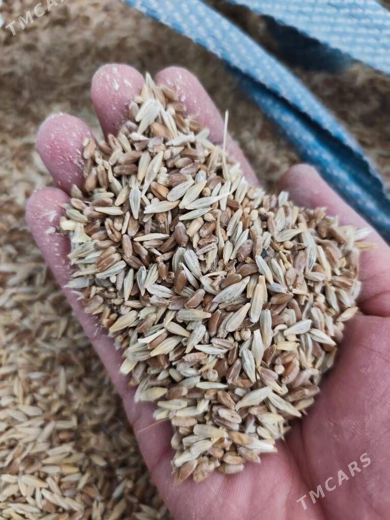 Arpa-trtykal garyşyk. iýmlik - Täze zaman - img 1