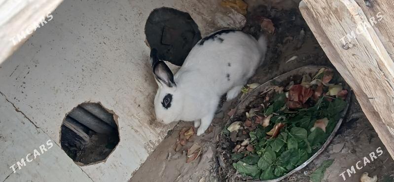 welkam towşan - Gyzylarbat - img 1