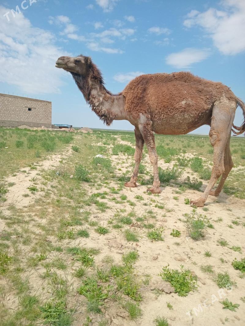 Köşekli düÿe - Gyzylarbat - img 1