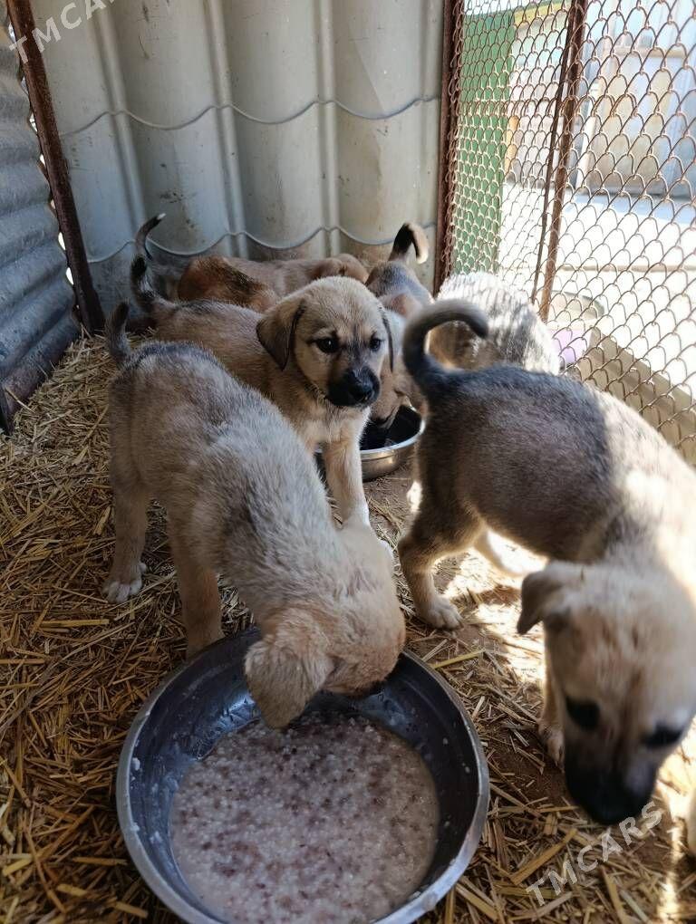 в добрые руки - Aşgabat - img 1