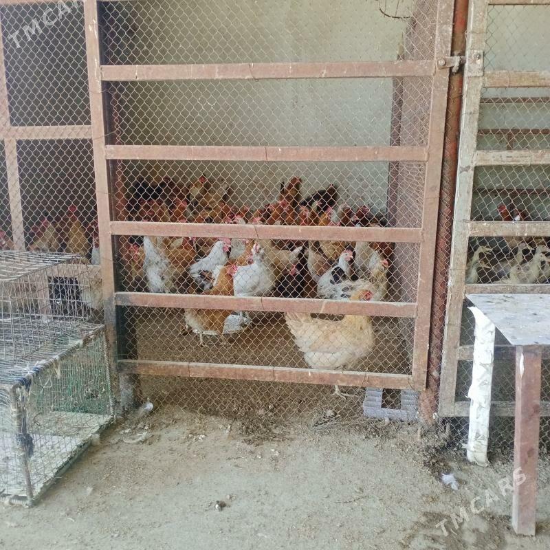 towuk - Gökdepe - img 1