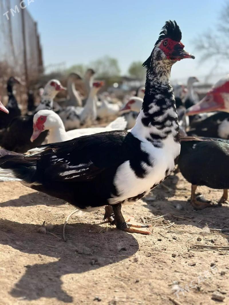 индаутка - Дянев - img 1