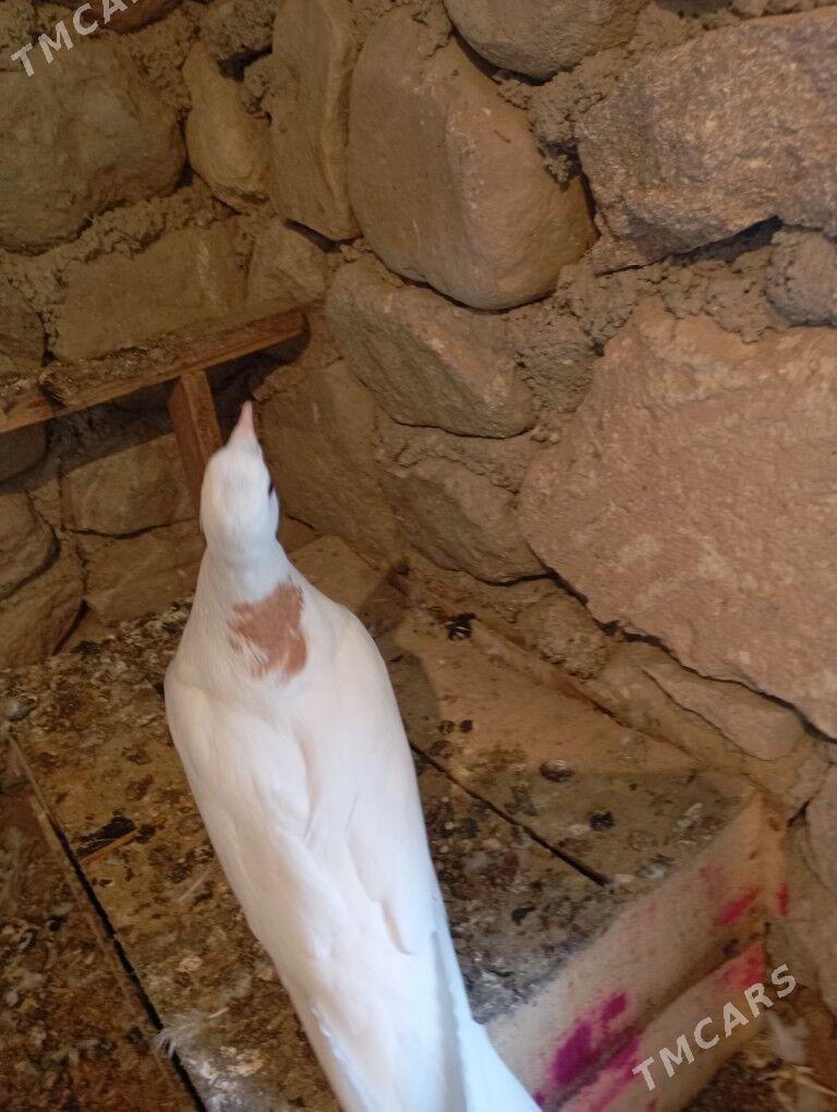 kepderi - Гызыларбат - img 1