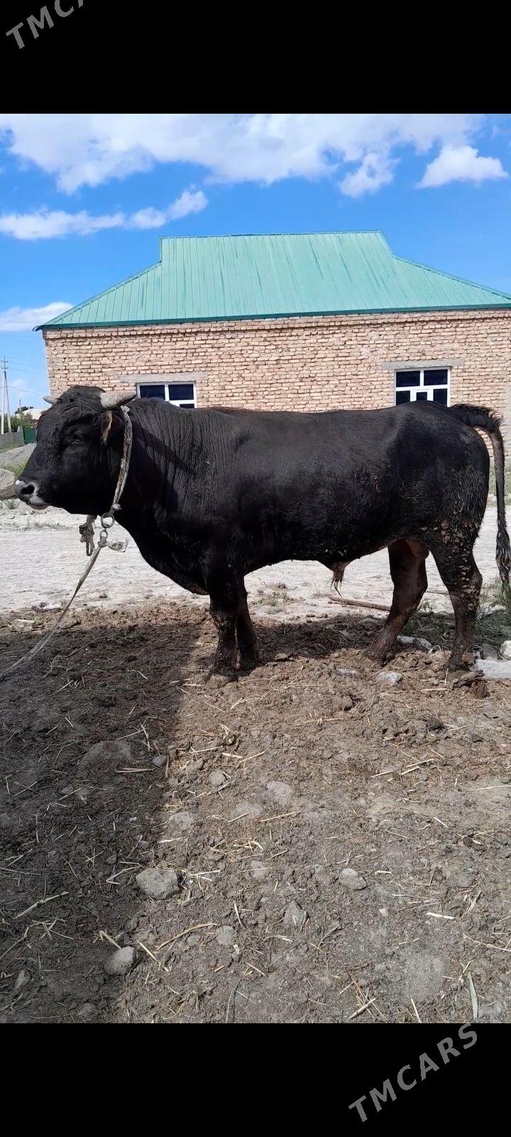 uly okuzler - Бахарден - img 1