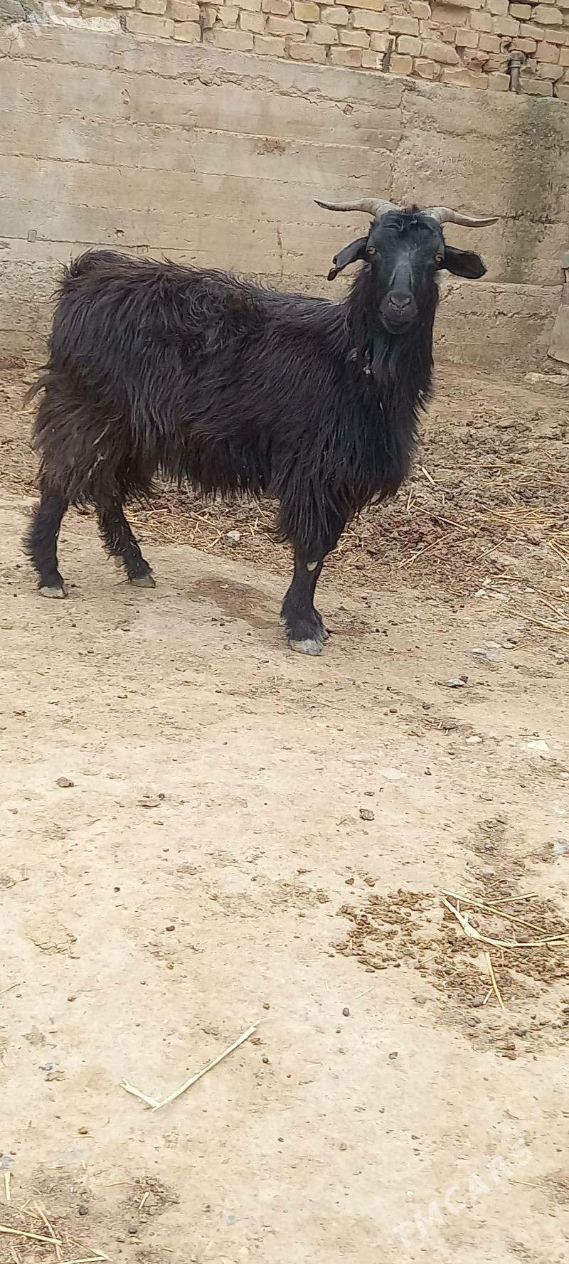 Owlakly geci - Gyzylarbat - img 1