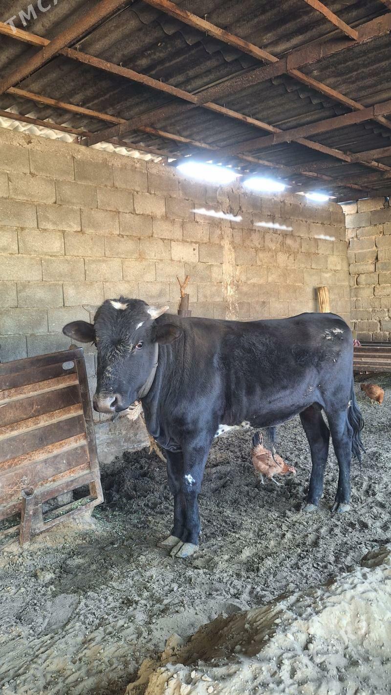 okuz - Aşgabat - img 1