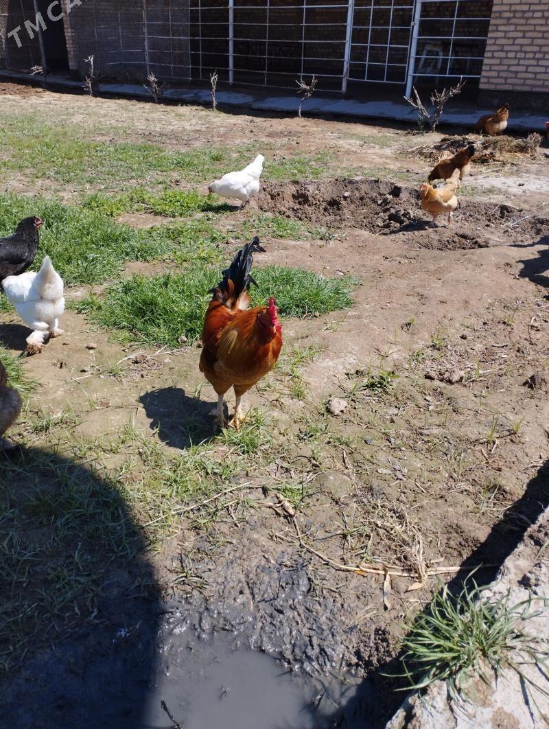 Horaz - Мары - img 1