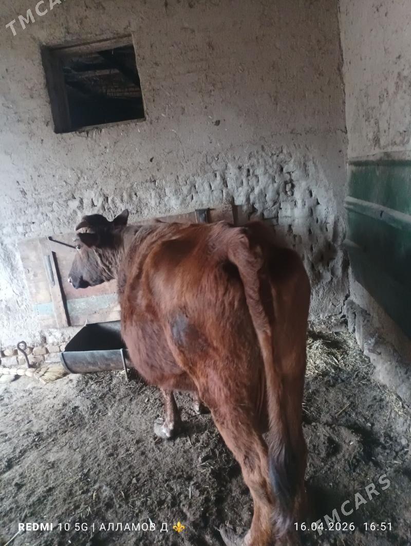 SEMIZ SYGYR - Görogly (Tagta) - img 1