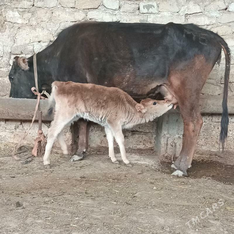 Tohum goleli sygyr - Гызыларбат - img 1