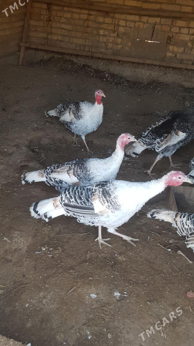 induk - Туркменабат - img 1