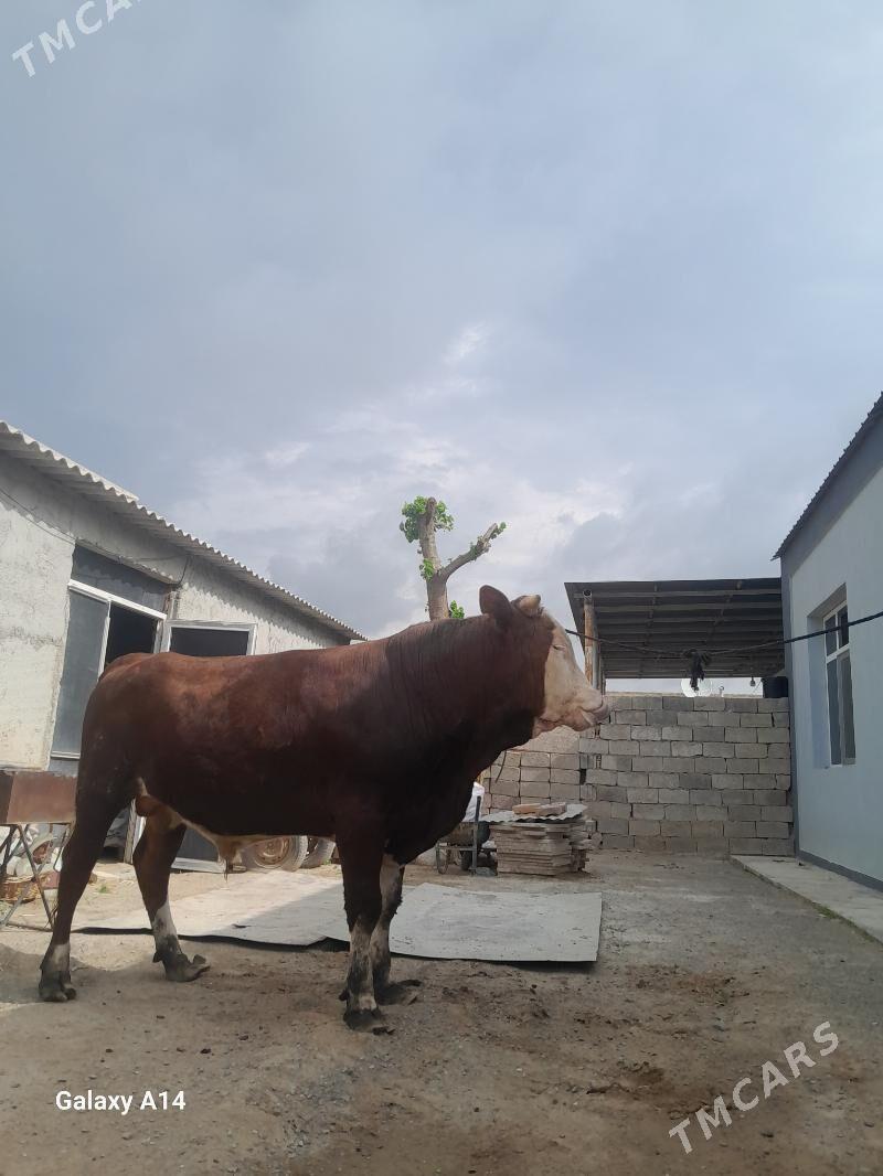 ökuz simintal - Aşgabat - img 1