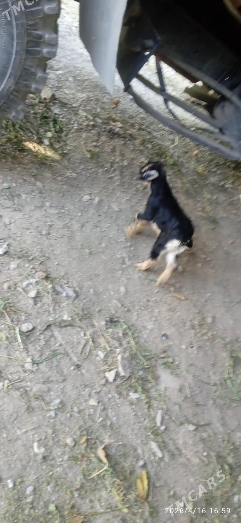 owlak - Bäherden - img 1