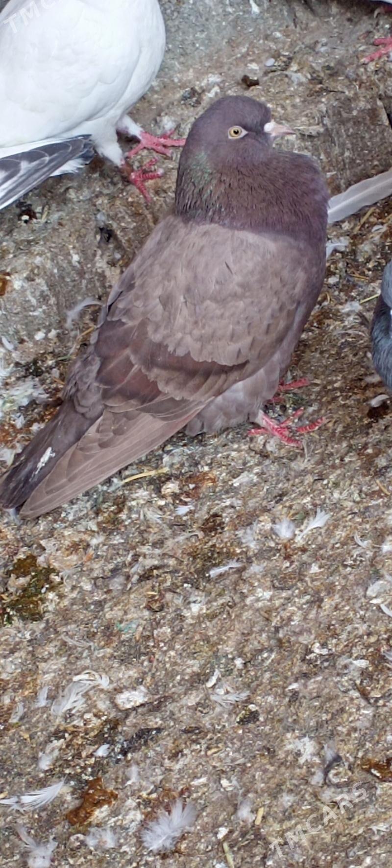 kepderi - Gökdepe - img 1