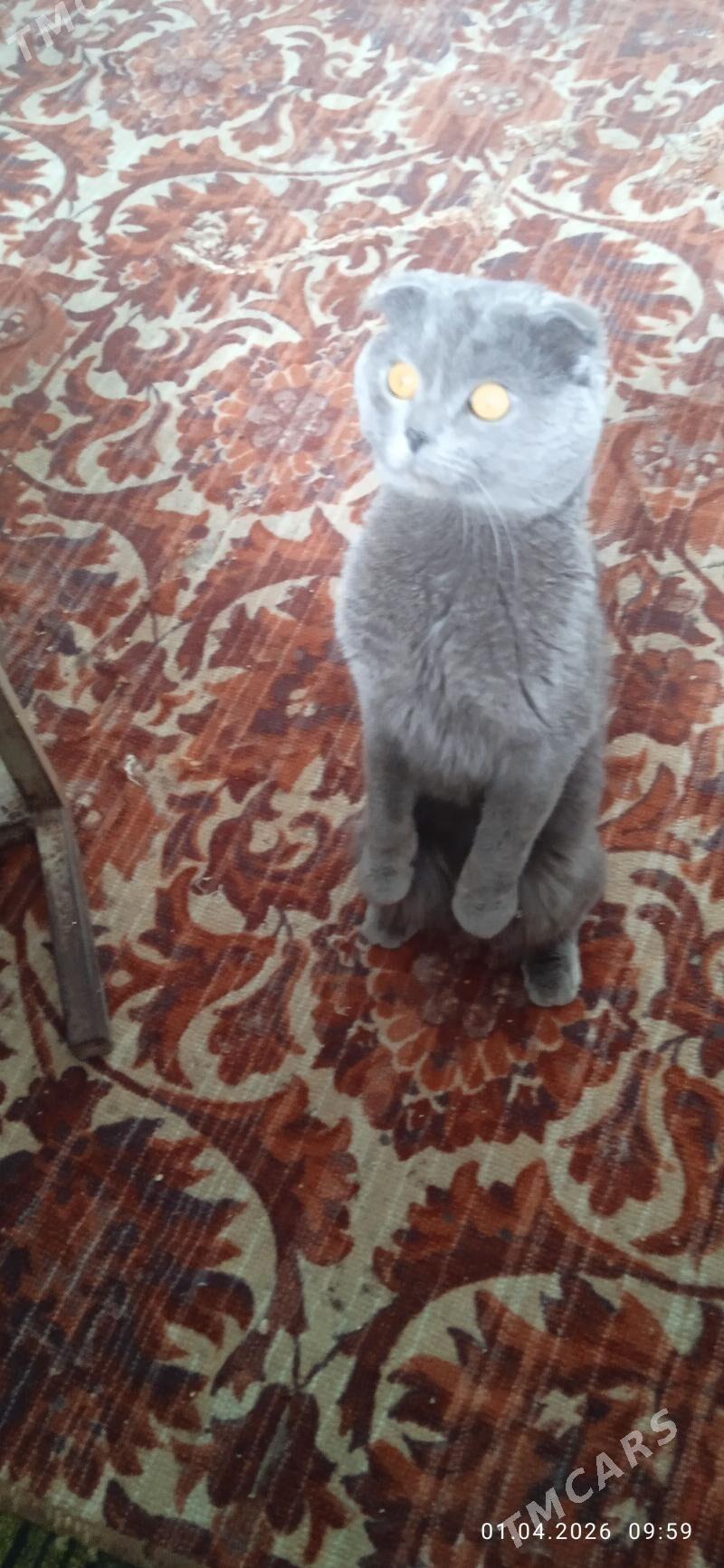 ВИСЛОУХИЙ КОТ - Mary - img 1