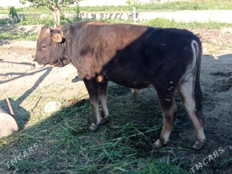 öküz - Bäherden - img 1