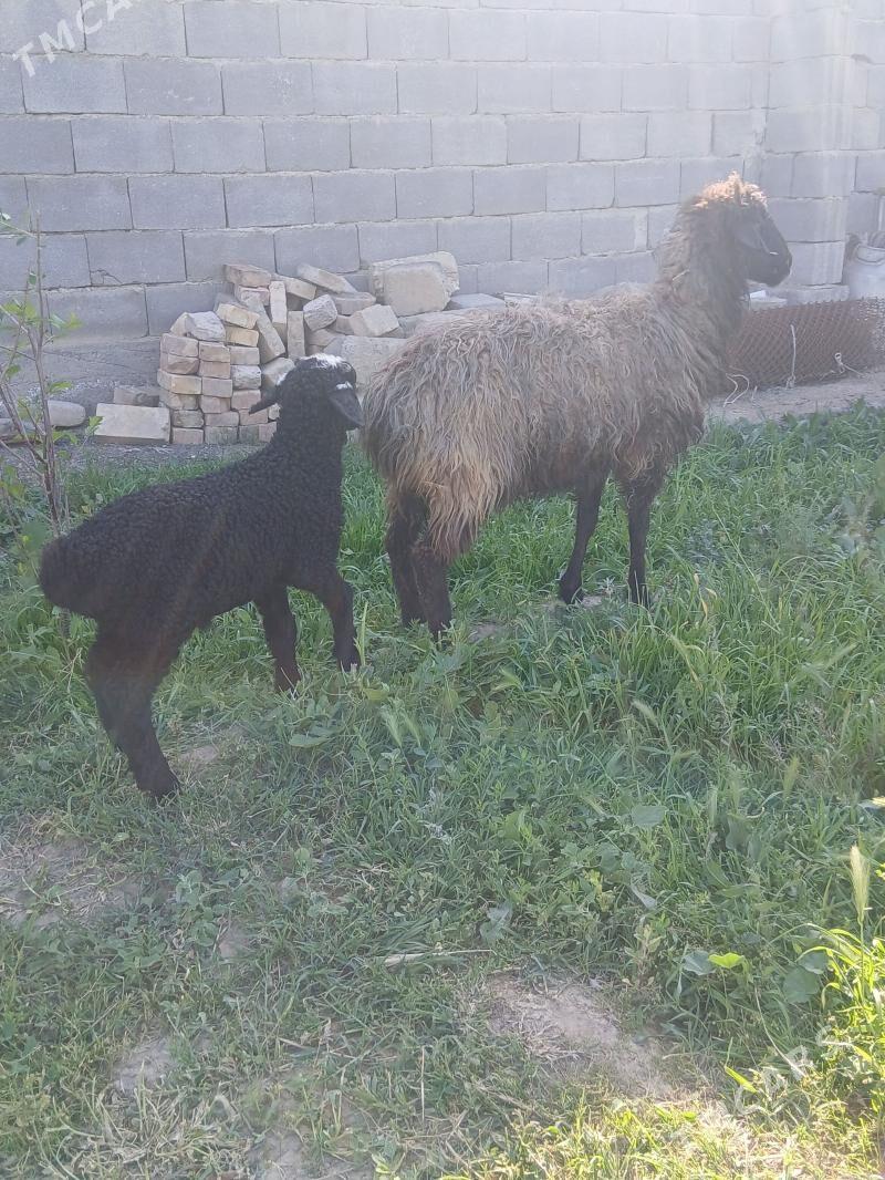 guzly goýun - Ашхабад - img 1