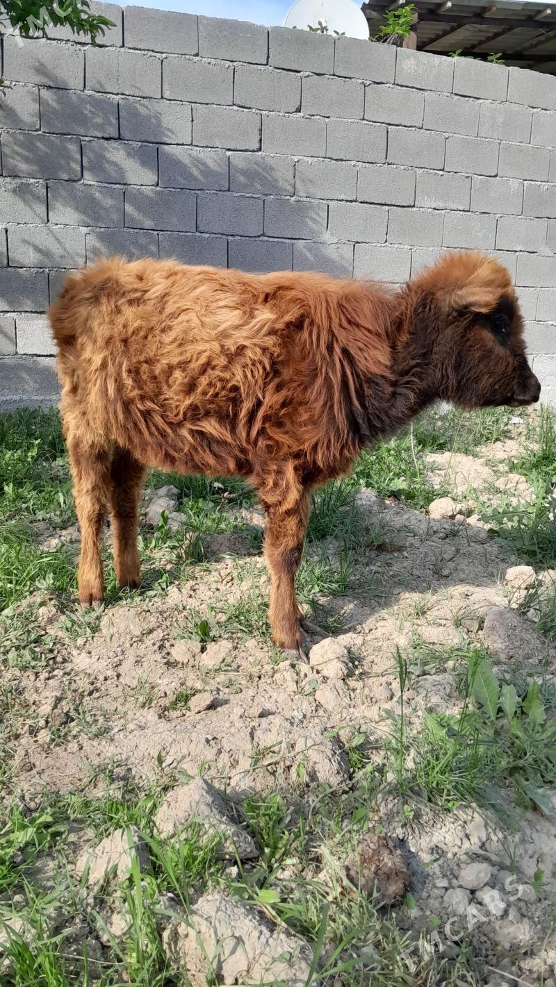 Göle - Gökdepe - img 1