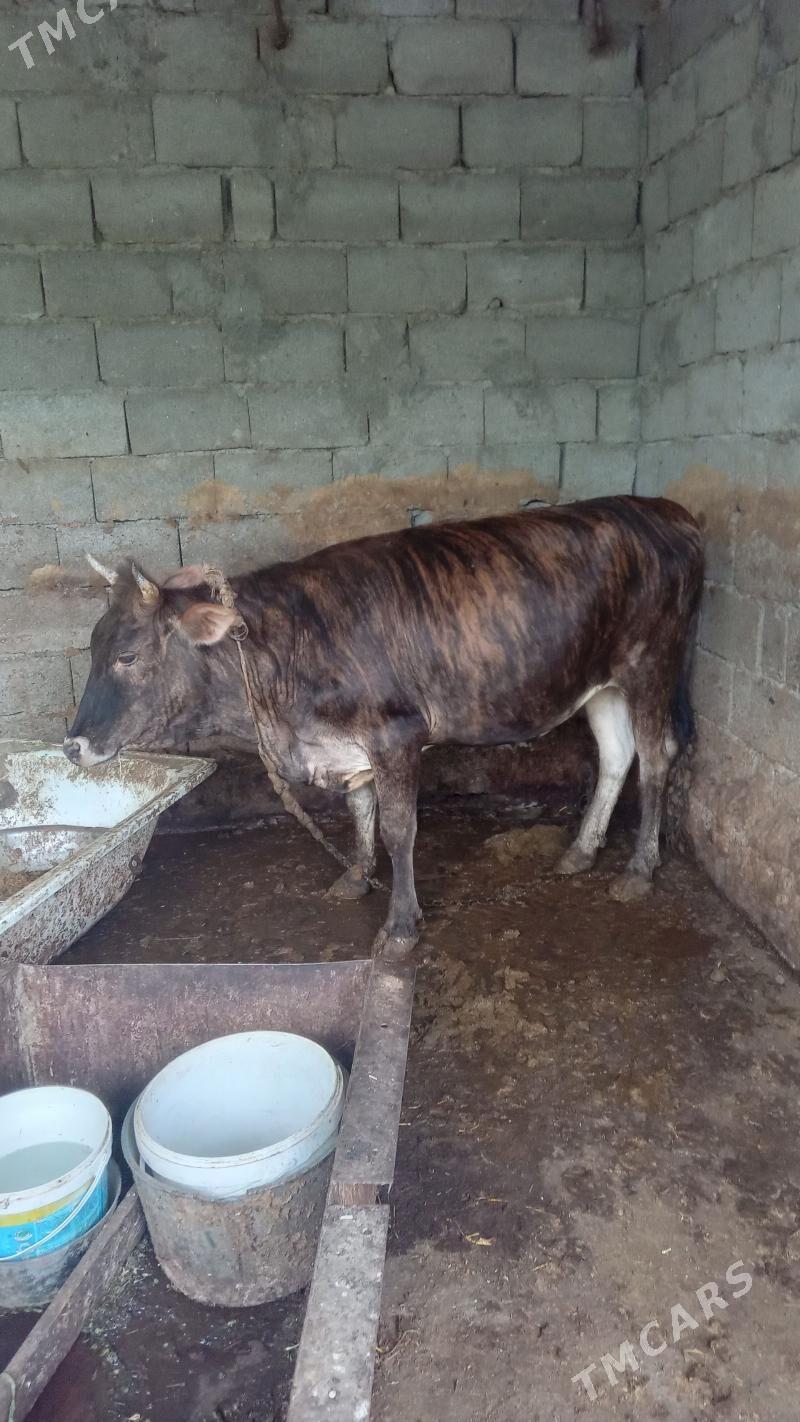 Dalgyr tûwe guzlamadyk - Bäherden - img 1