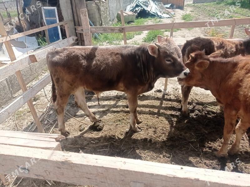 öküz - Bäherden - img 1