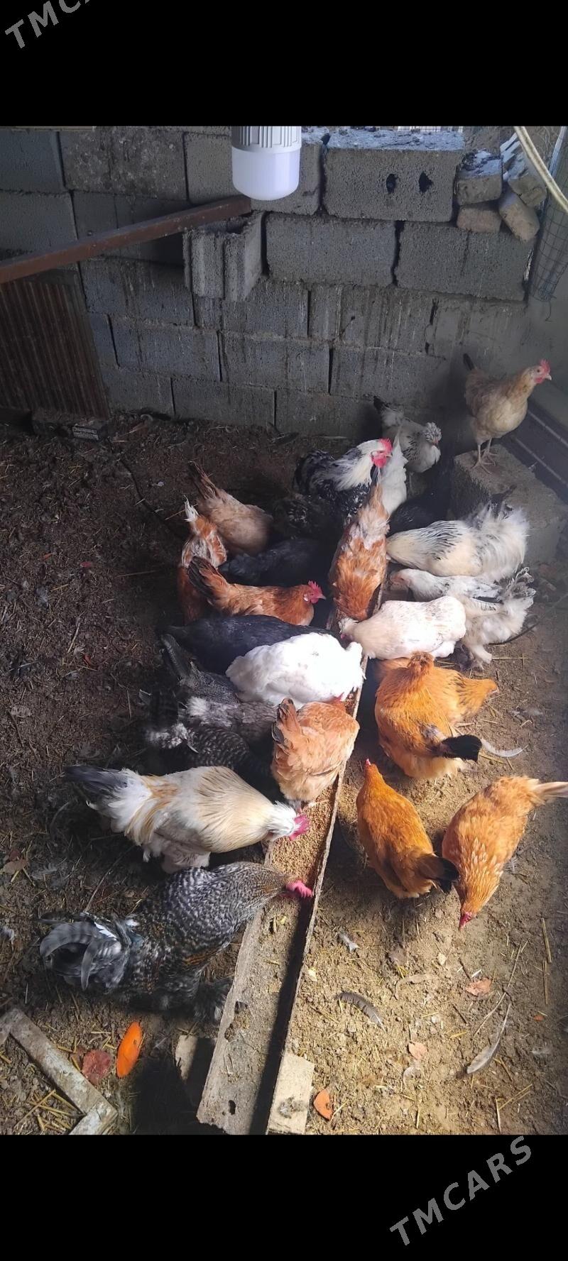 towuk - Tejen - img 1