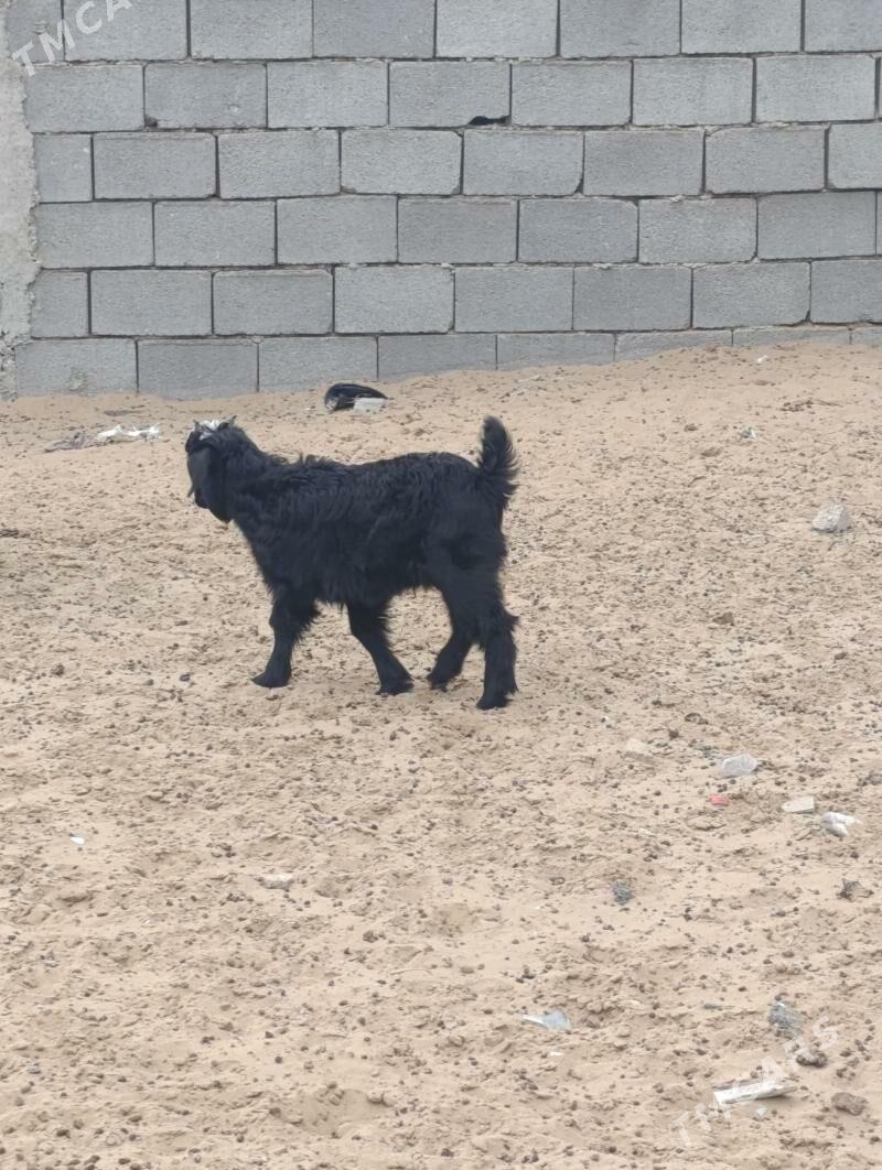 OWLAK - Garadamak Şor - img 1