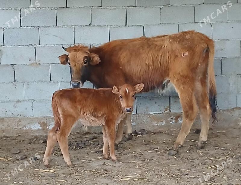 goleli sygyr - Herrikgala - img 1