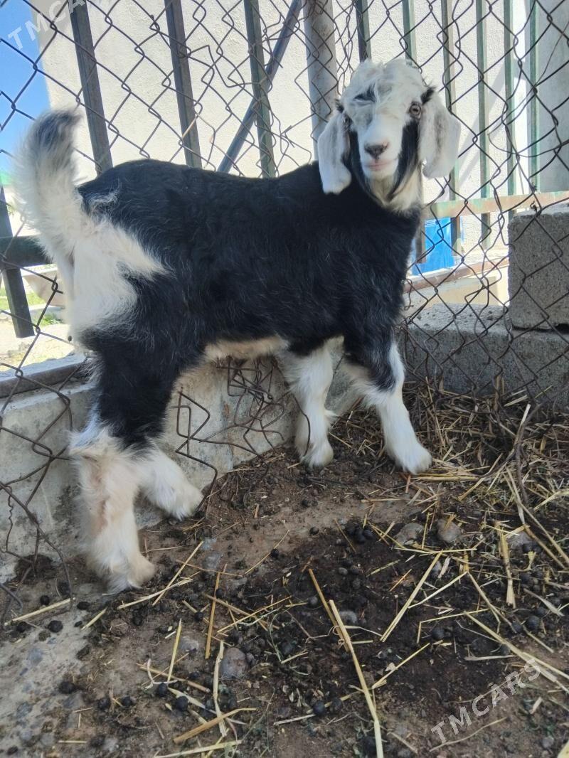 owlak - Gökdepe - img 1