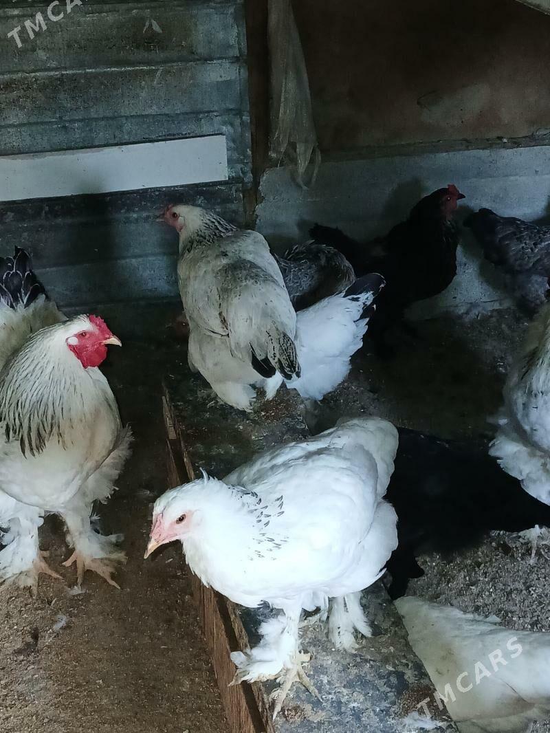 товук - Гёкдепе - img 1