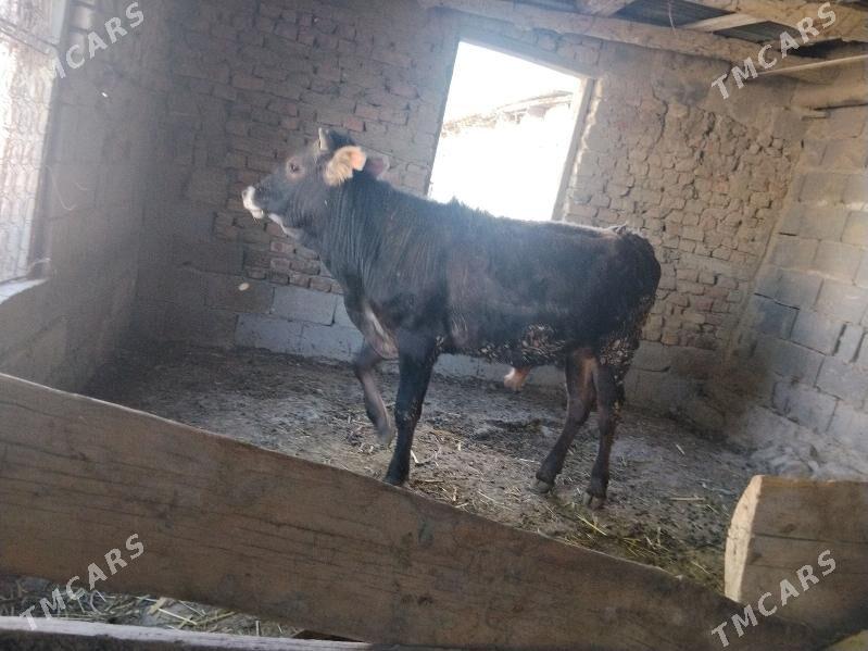 öküz - Bäherden - img 1