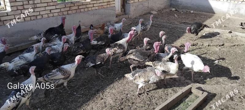 induk - Sakarçäge - img 1