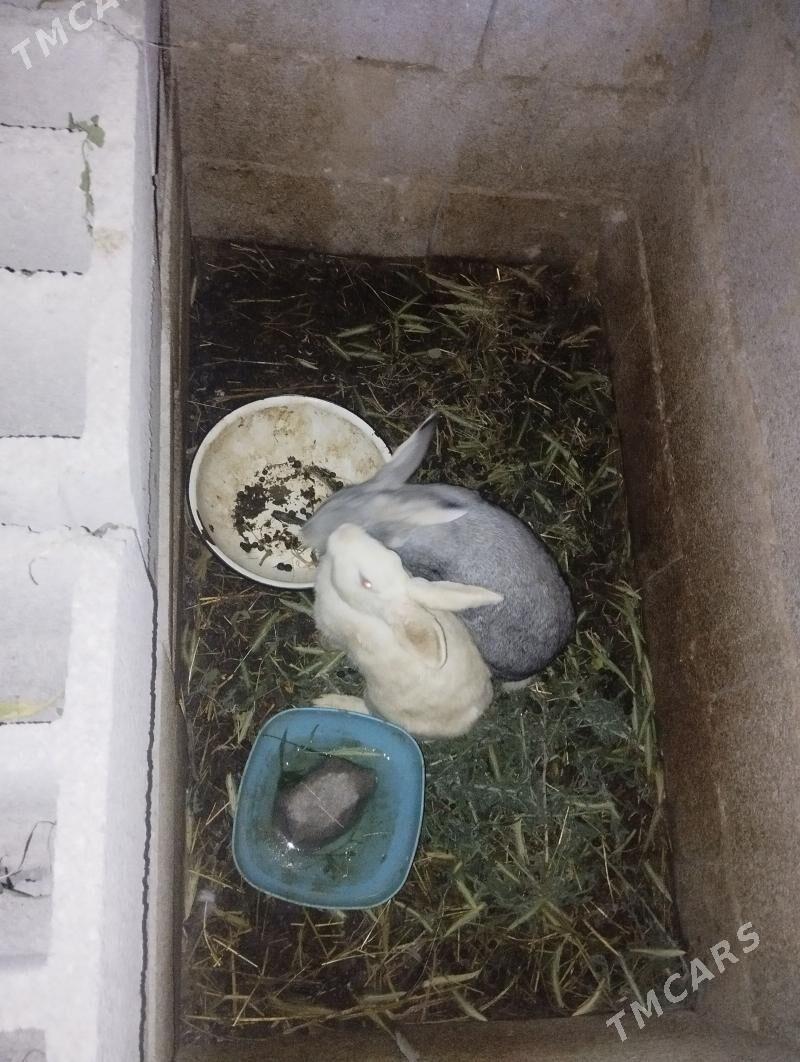 towşan - Бахарден - img 1