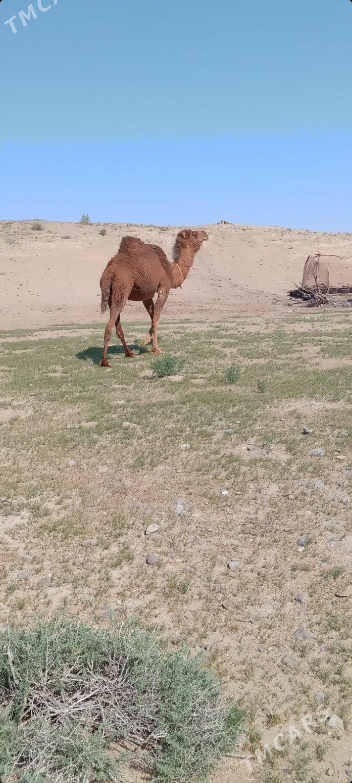 Düýe - Гумдаг - img 1